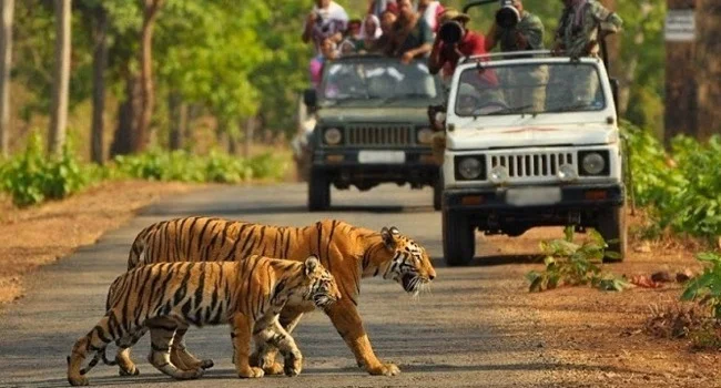 Jungle-Safari
